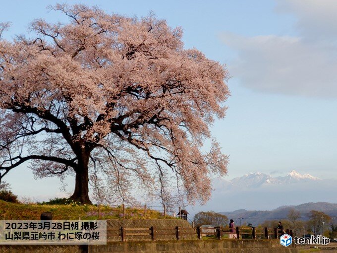 福島・広島・松山で桜満開　長野で桜開花　過去最早記録相次ぐ