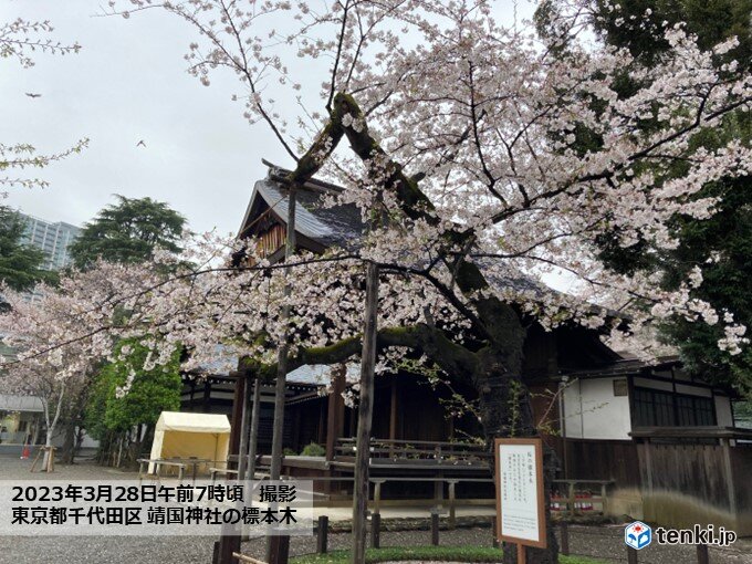 一番乗りで満開となった東京は散りはじめに