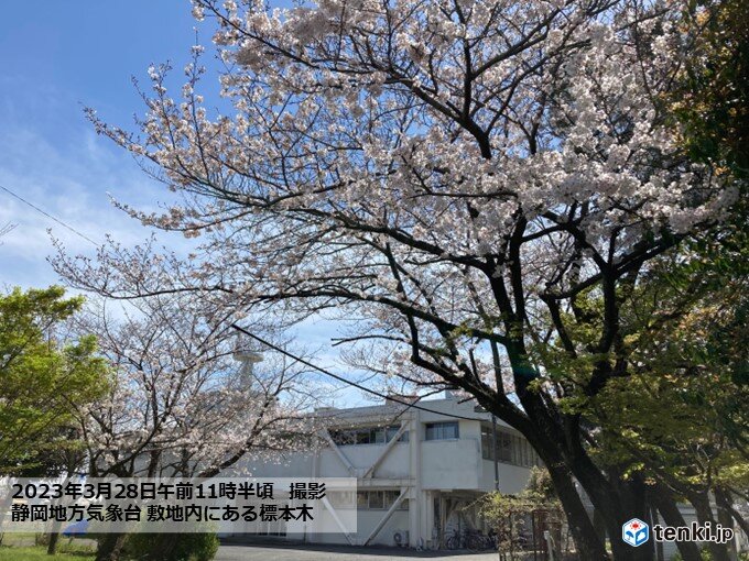 静岡で桜満開