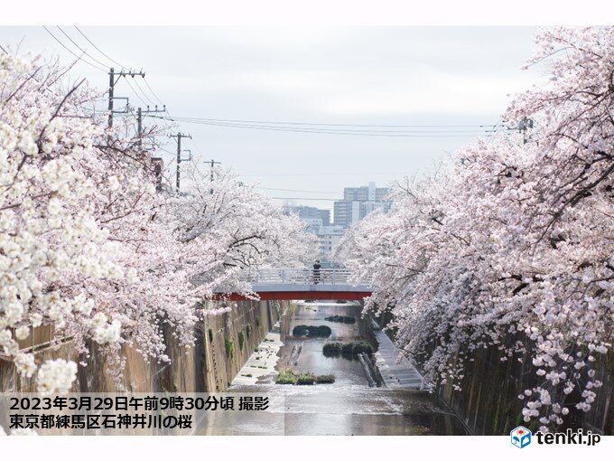 各地で春爛漫　お花見日和　静岡では桜が満開に　夜桜見物は暖かく