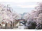 各地で春爛漫　お花見日和　静岡では桜が満開に　夜桜見物は暖かく