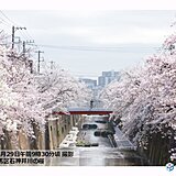 各地で春爛漫　お花見日和　静岡では桜が満開に　夜桜見物は暖かく