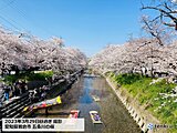 今夜は関東で雨や雷雨　夜桜注意　あす木曜は全国的にお花見日和　日曜は桜に雨の所も