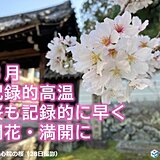 記録的な暖かさだった3月　桜は開花と満開の最早記録が続出　4月も暖かさ続く?