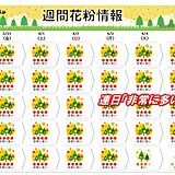 3月最終日も花粉「非常に多い」　ヒノキがピーク　4月も連日の大量飛散　いつ終息?