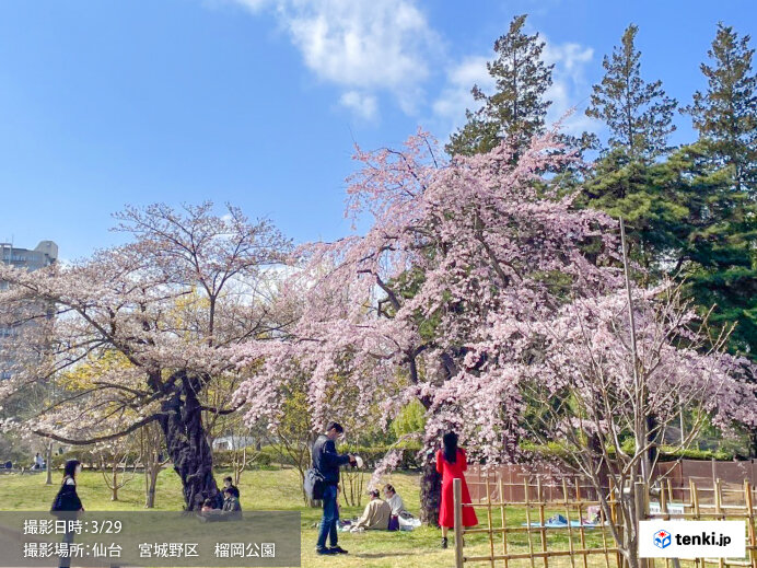 本州のあちらこちらで桜が見頃に