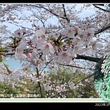 中国地方　お花見日和でも花粉大量飛散続く　花粉は過去最多　来週後半は桜流しの雨