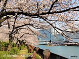 関西　各地で桜満開　土曜日はお花見日和に　夏日に迫る気温の所も