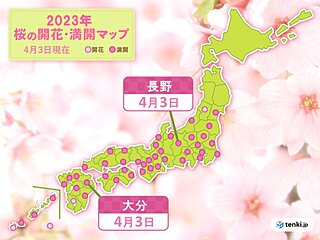 桜満開　長野では過去2番目に早く　大分は開花から10日後