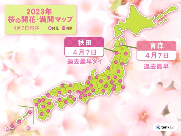 青森で桜開花　秋田で桜満開　いずれも統計開始以来最も早い