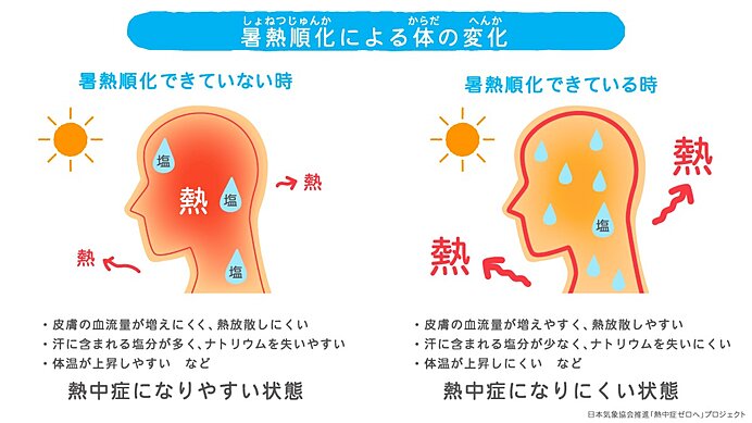 暑熱順化による変化