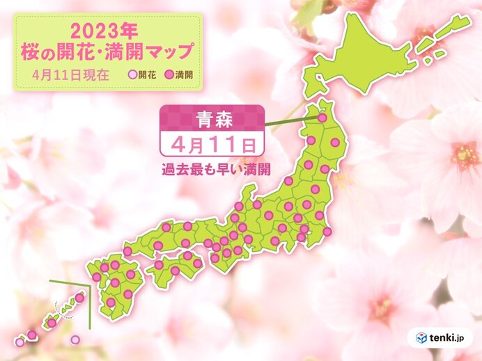 青森で桜が満開　統計開始来最も早い満開に　今週末は北海道で開花予想