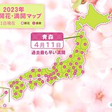 青森で桜が満開　統計開始来最も早い満開に　今週末は北海道で開花予想