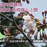北海道　松前で桜開花 史上最も早く北の大地へ