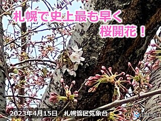 北海道　札幌でも桜が開花!　史上最早の開花で、見頃は大型連休前に