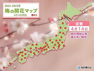 室蘭で梅が開花　平年より19日早く　統計開始以来最も早い開花に