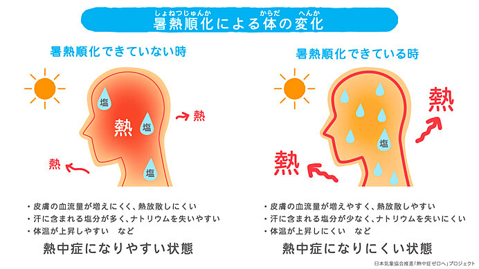 暑熱順化とは