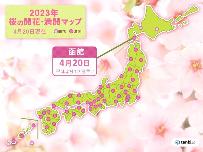 函館で桜満開　平年より12日も早い満開　観測史上最も早い満開に