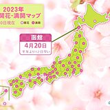 函館で桜満開　平年より12日も早い満開　観測史上最も早い満開に