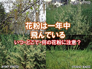 スギ・ヒノキ花粉は終了へ　夏や秋に飛ぶ花粉も　いつ・どこで・何の花粉に注意?