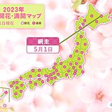 網走で桜(エゾヤマザクラ)が満開に　北海道は連休中に続々と開花や満開に