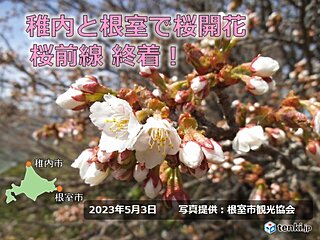 北海道　稚内と根室で桜開花　桜前線終着!