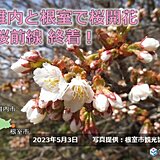 北海道　稚内と根室で桜開花　桜前線終着!