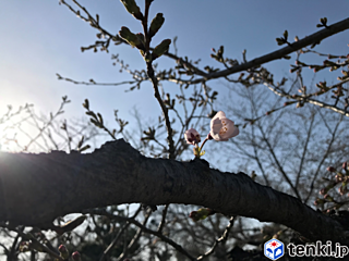 近畿地方の桜　続々開花