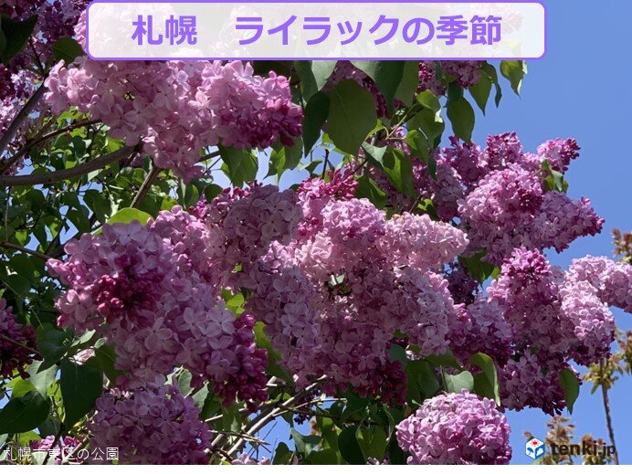 札幌はライラックの季節　お出かけは土曜日までに