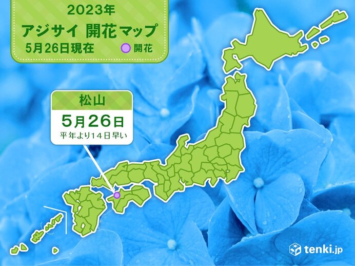 松山でアジサイ(真の花)が開花　今年全国で初めて