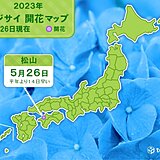 松山でアジサイ(真の花)が開花　今年全国で初めて