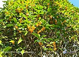 キンモクセイ香る　福岡