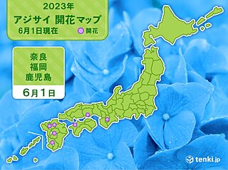 奈良、福岡、鹿児島でアジサイ(真の花)が開花
