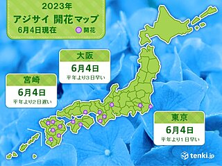 東京と大阪、宮崎　アジサイが開花　雨の間の晴れ間の開花