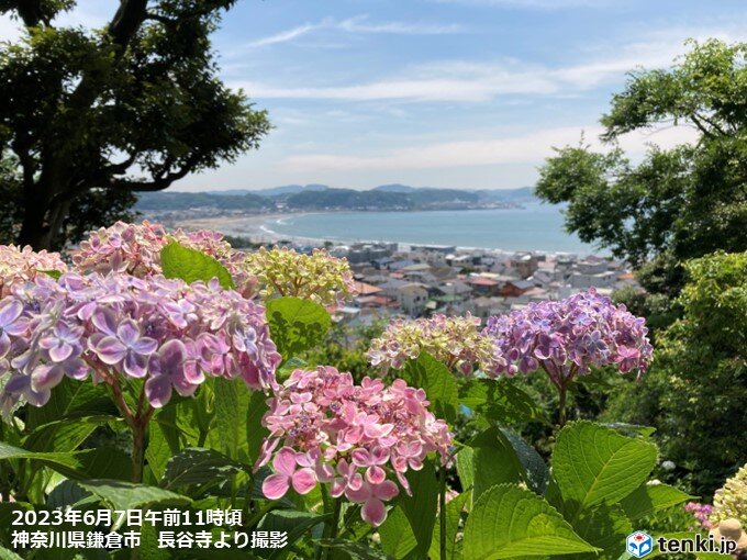 各地でアジサイ見頃　きょう7日横浜・津・福井でアジサイ開花　いずれも平年より早い