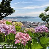 各地でアジサイ見頃　きょう7日横浜・津・福井でアジサイ開花　いずれも平年より早い