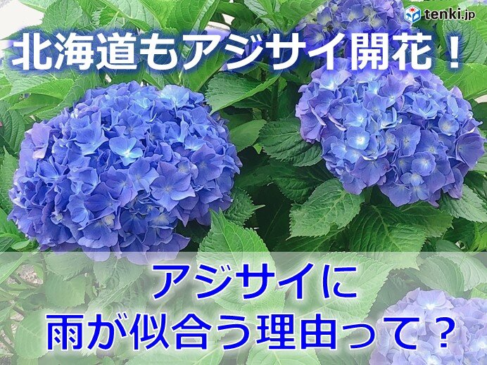 北海道の週間予報　ぐずつく天気の日が多い　アジサイに雨が似合う理由とは