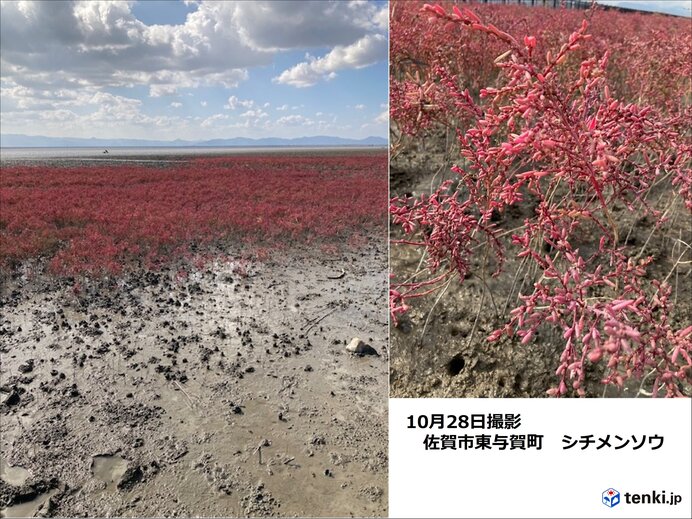 海の紅葉