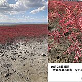 九州　高い山から紅葉見ごろ　海の紅葉も　11月初めは季節はずれの高温に
