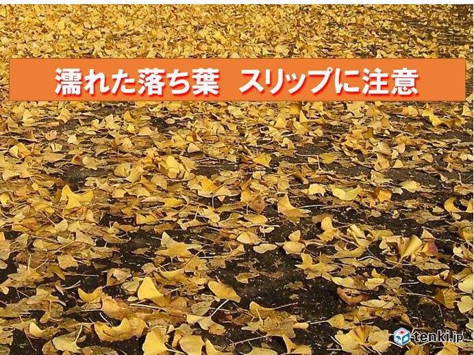 北海道 濡れた落ち葉 スリップに注意 気象予報士 持田 浩 18年11月06日 日本気象協会 Tenki Jp