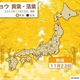 紅葉シーズン　静岡でイチョウの黄葉　大分でカエデの紅葉　平年より3日～6日早く