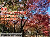 東京でイロハカエデの紅葉　平年より1日遅い　今週末にかけて紅葉狩り日和が続く
