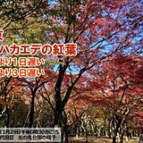 東京でイロハカエデの紅葉　平年より1日遅い　今週末にかけて紅葉狩り日和が続く