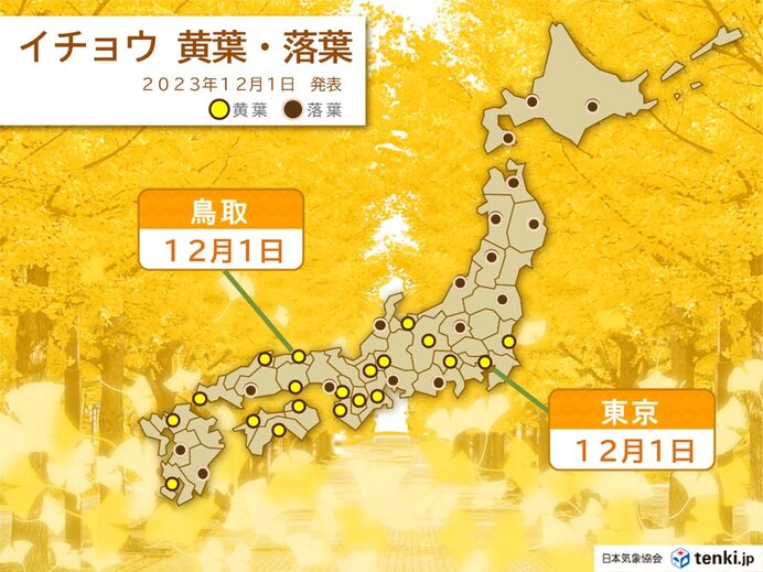 東京でイチョウが黄葉　1979年と並び最も遅い観測