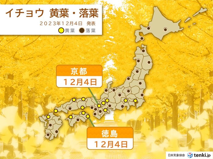 京都・徳島　イチョウの黄葉を観測