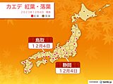 静岡・鳥取でカエデが紅葉　京都・徳島でイチョウが黄葉　紅葉狩り日和はいつ?