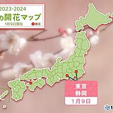 東京と静岡で梅が開花　平年より東京は13日早く、静岡は8日早い開花