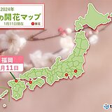 福岡で梅が開花　平年より20日　昨年より24日早い