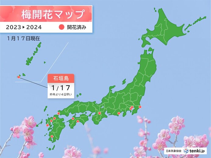 沖縄県・石垣島でハクバイが開花　昨年より4日早い