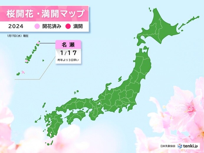 南から春の気配　鹿児島県・名瀬でヒカンザクラ　沖縄県・石垣島でハクバイ開花